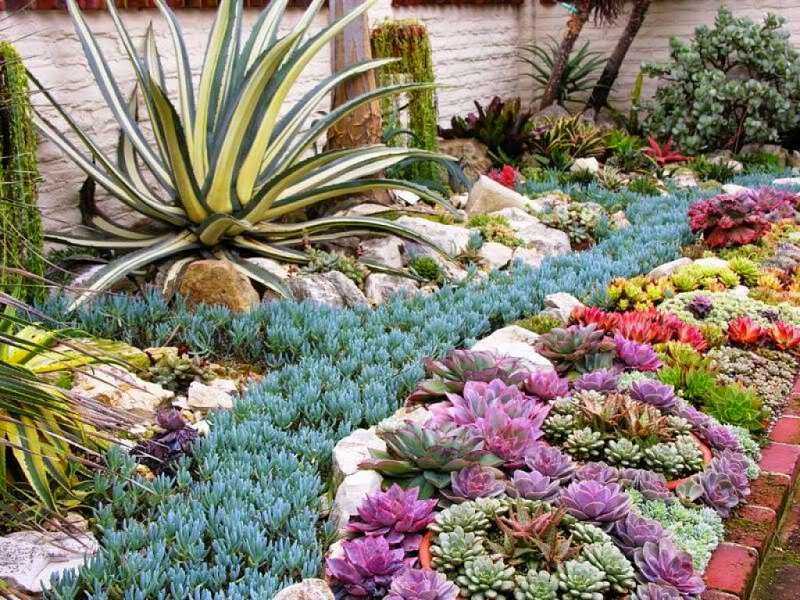 jardín de suculentas de muchos  colores