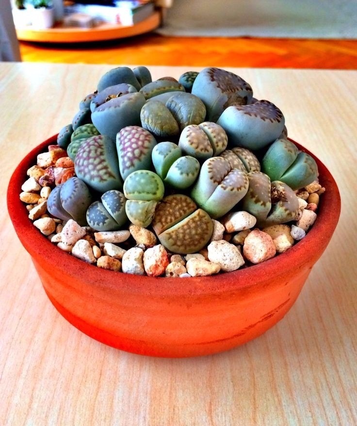 planta suculenta rara maceta cactus piedra