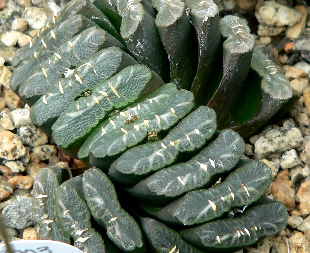 suculenta planta haworthia truncata