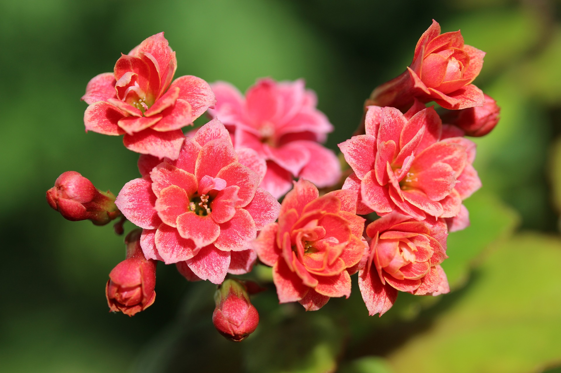 Kalanchoe Plantas Suculentas