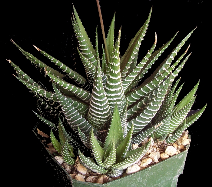 maceta suculenta cactus de cebra