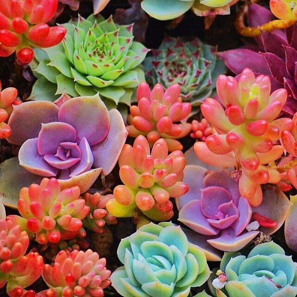colorido suculentas plantas