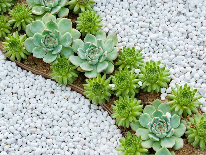 suculentas jardín decoradas con piedras blancas
