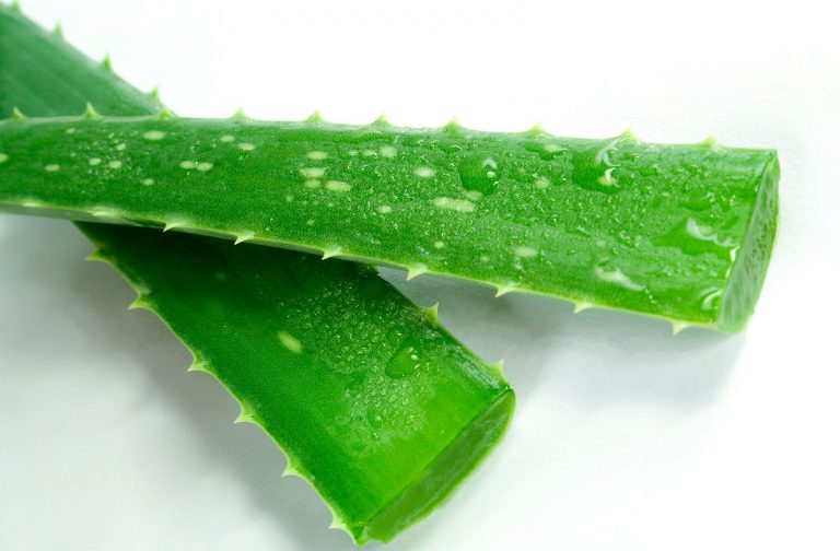 Propiedades medicinales del Aloe Vera Plantas Suculentas